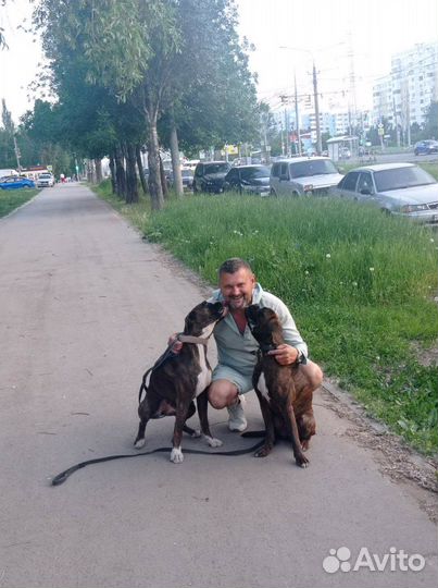 Дрессировка собак