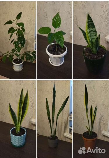 Ктенанта взрослое растение