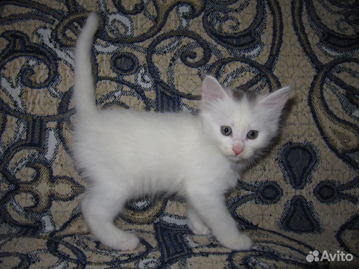 Сибирские котята