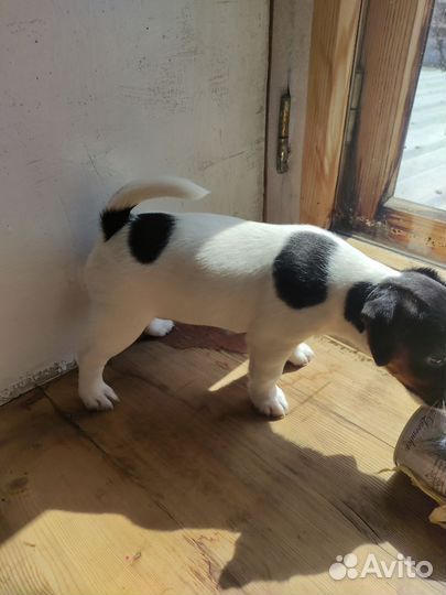 Джек Рассел терьер