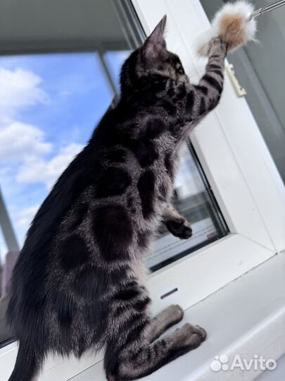 Котик уголь