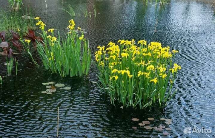 Ирис болотный (сибирский) жёлтый