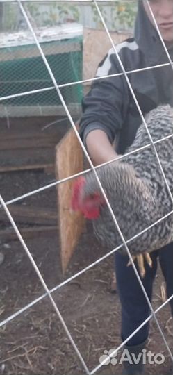 Куры несушки