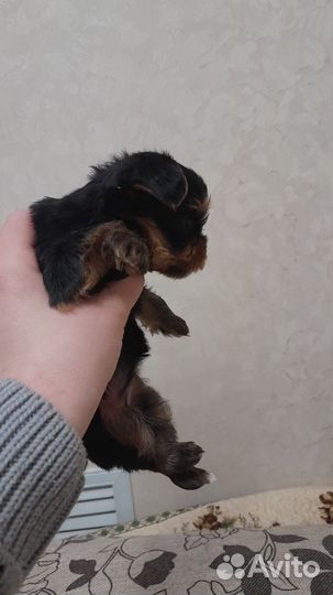 Йоркширский терьер