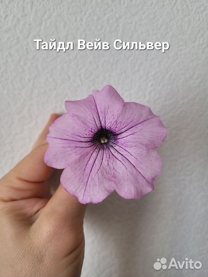 Петуния Тайдл Вейв, Малиновые жилки, Бьянка