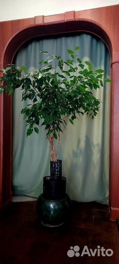 Фикус Бенджамина Драцена душистая
