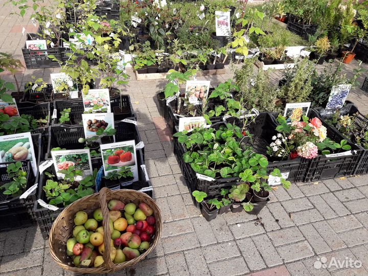 Розы-Гортензия-саженцы-Туя