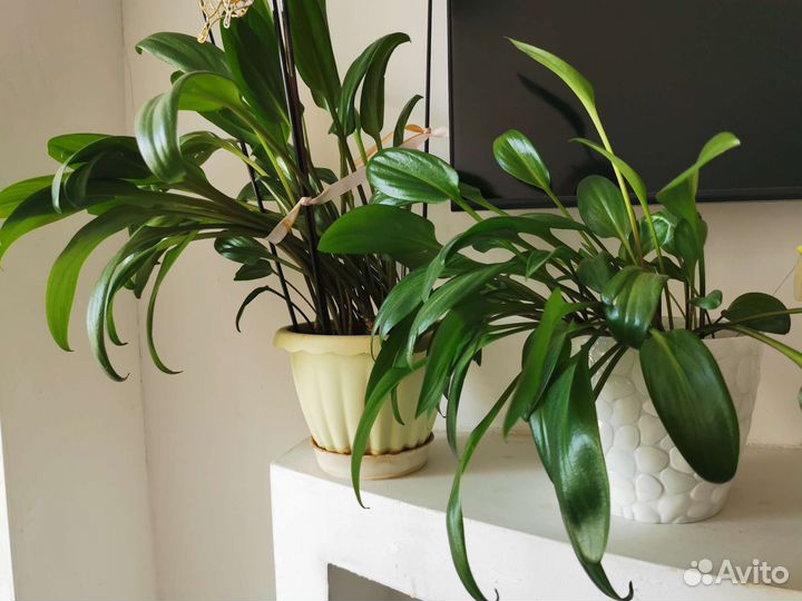 Дримиопсис