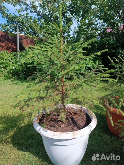 Ель саженцы