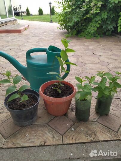 Саженцы вишни войлочной