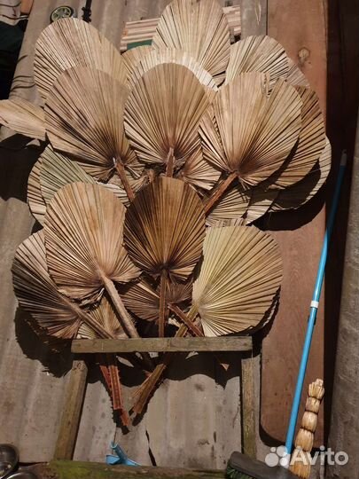 Сухоцветы пальмы, саговая пальма