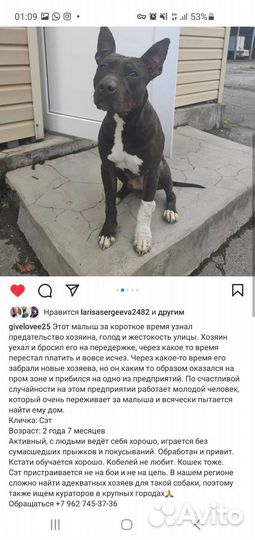 Собака в добрые руки