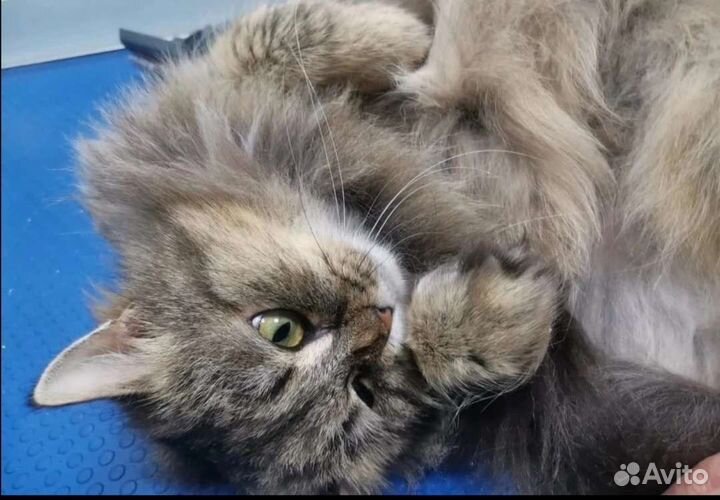 Кошка в дар бесплатно