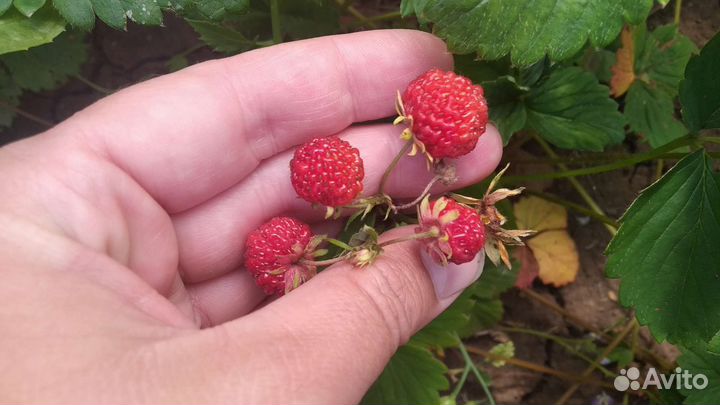 Усы клубники