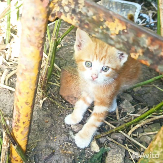 Кошка в дар бесплатно