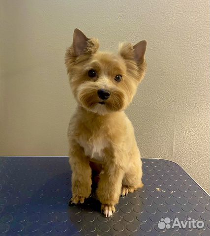 Стрижка собак