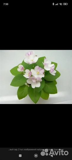 Фиалка яблоневый сад