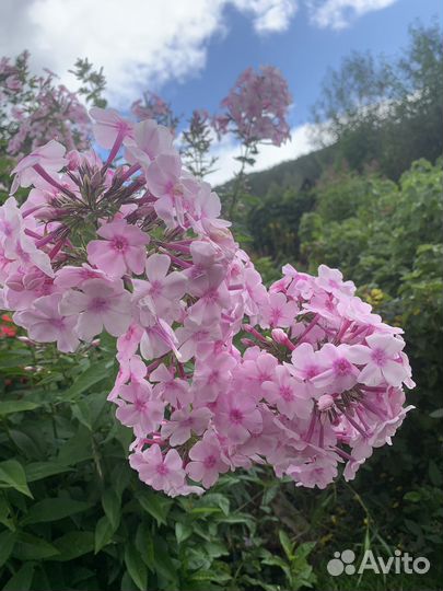 Флокс метельчатый