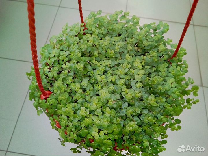 Циперус/Монстера/Солейролия/Рео/Пеперомия магнолие