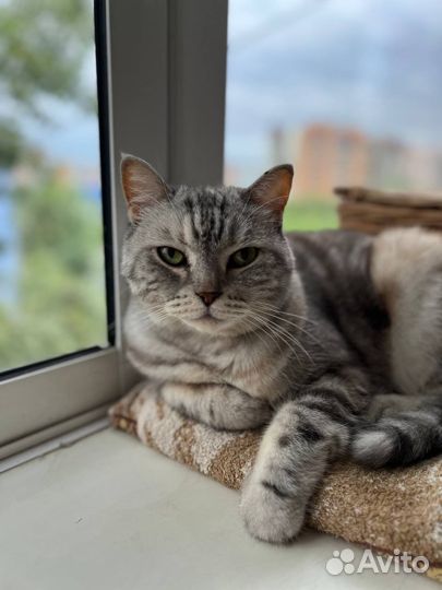 Кошка ищет дом