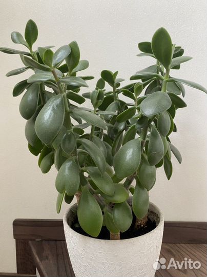 Толстянка, денежное дерево 3 штуки 36-38см