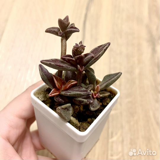 Редкие коллекционные суккуленты