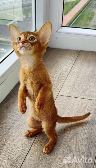 Абиссинские котята