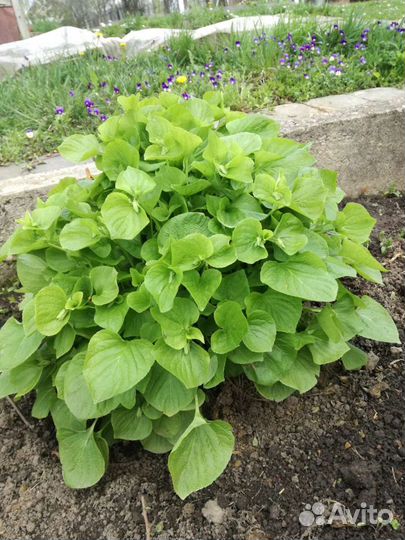 Ирисы фиалки колокольчики флоксы безвременники