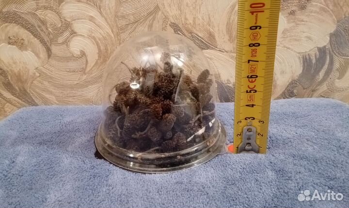 Ольховые шишки шишки ольхи