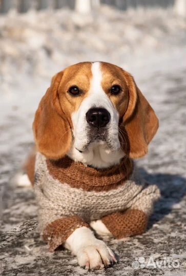 Вязка кобель бигль