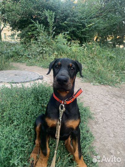 Щенок добермана