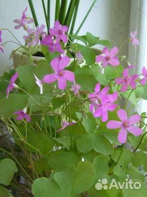 Кислица оксалис