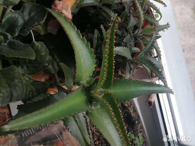 Каланхоэ лечебное