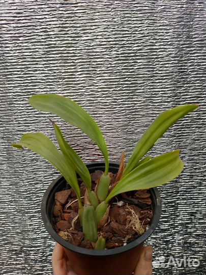 Орхидеи коллекционные