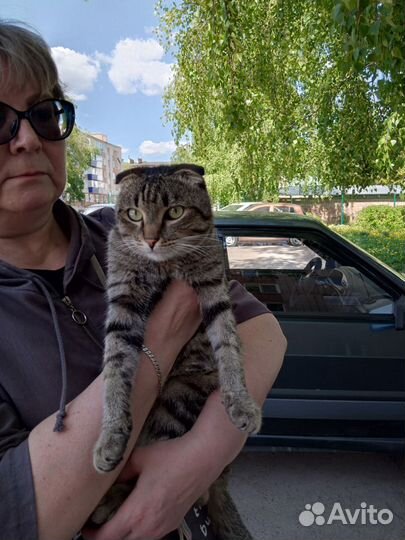 Шотландская вислоухая кошка бесплатно