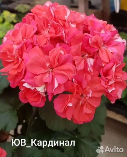 Пеларгония герань