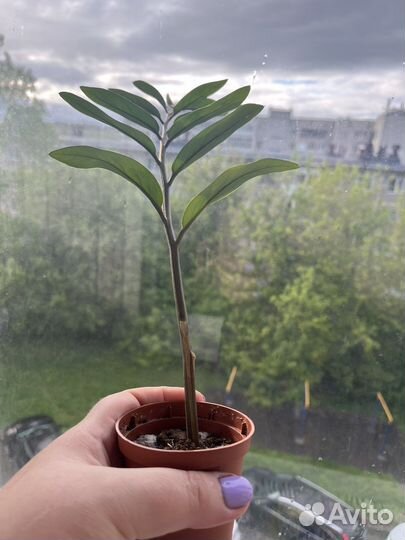 Замиокулькас