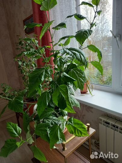 Цветы домашние