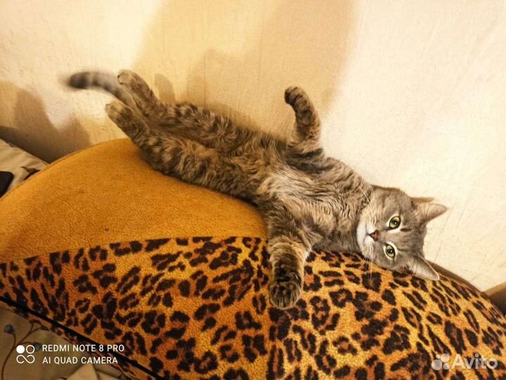 Отдам кота в добрые руки