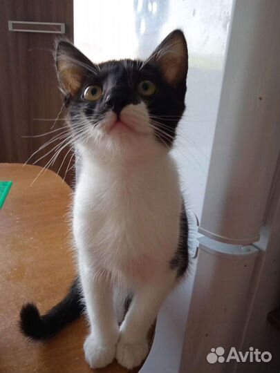 Котенок в дар
