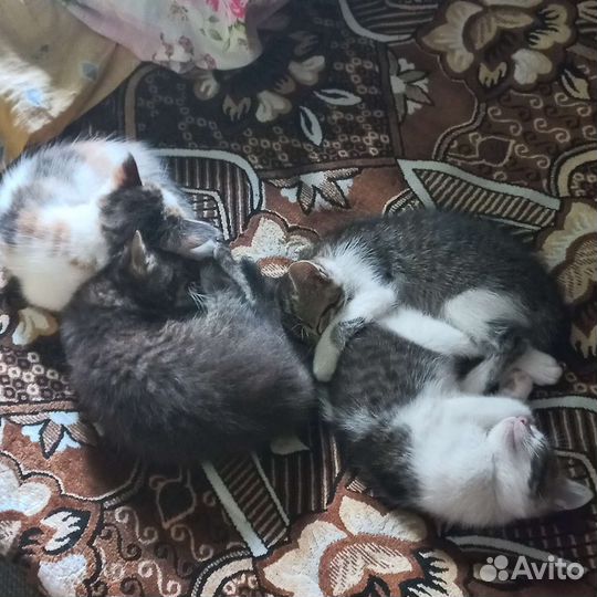 Котята в добрые руки бесплатно