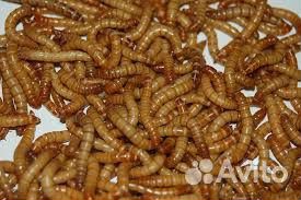 Сверчки, живой корм