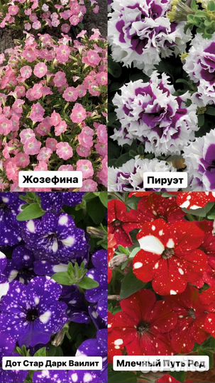 Рассада петунии тайдел