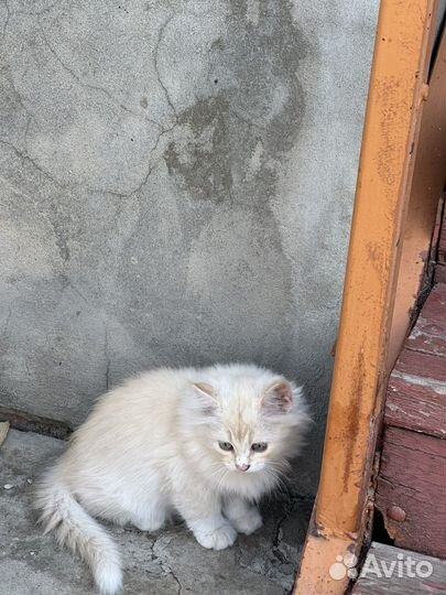 Котенок в добрые руки