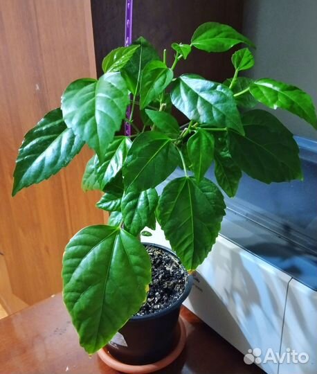 Гибискус(китайская роза)