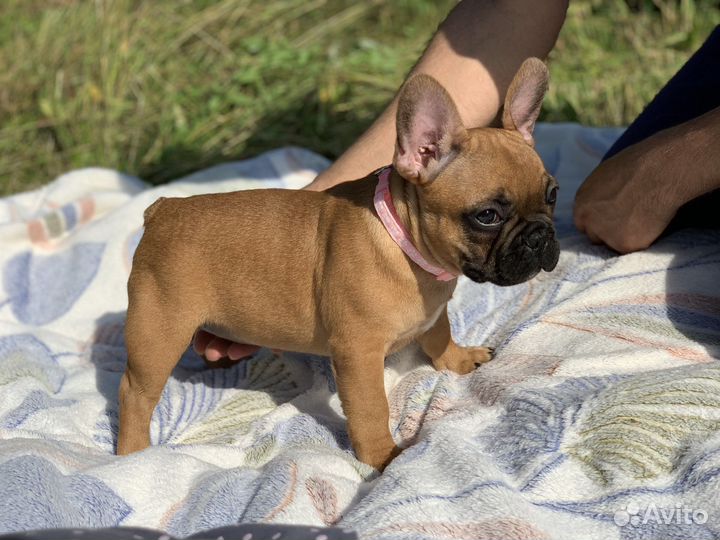 Французский бульдог Плюшечка