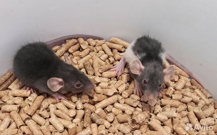Крысята дамбо(мальчики и девочки)