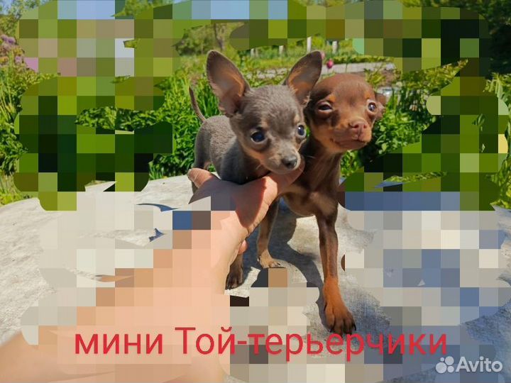 Шоколадный Мини тойчик
