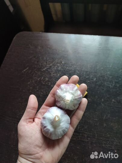 Озимый чеснок