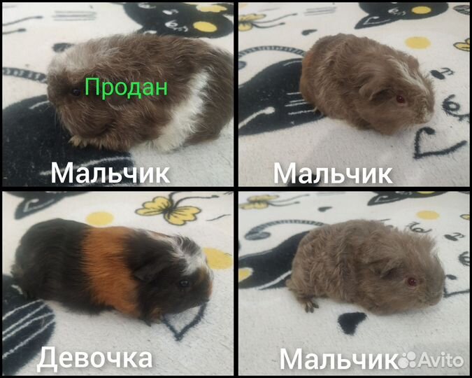 Продам морских свинок